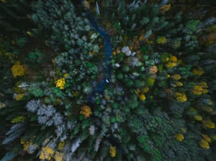 an aerial view of a forest with a river running through it