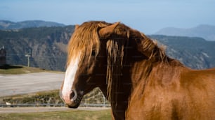 Un caballo marrón parado en la cima de un exuberante campo verde