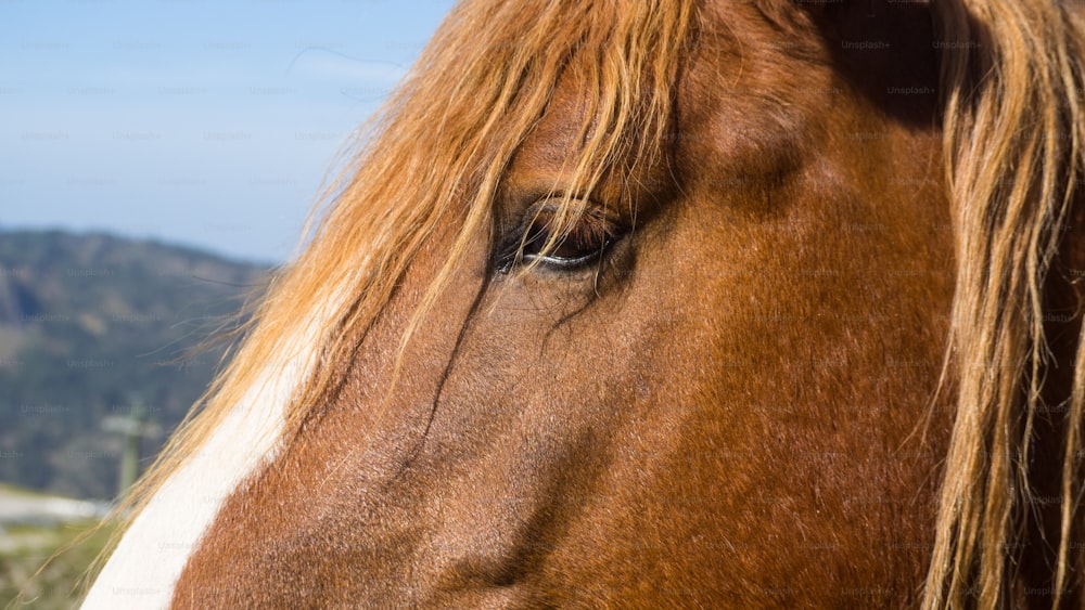 a close up of a horse's face with mountains in the background