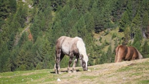 Due cavalli al pascolo su una collina erbosa con alberi sullo sfondo
