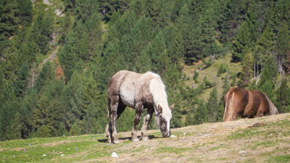 two horses grazing on a grassy hillside with trees in the background