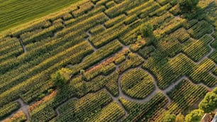 an aerial view of a vineyard in the countryside