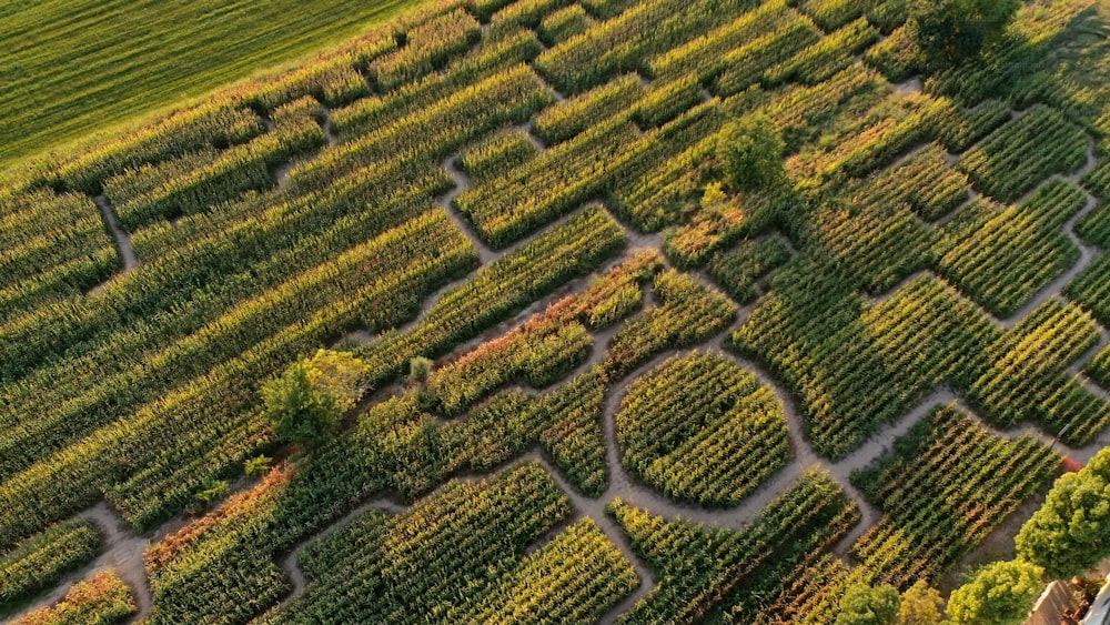 Una vista aérea de un viñedo en el campo