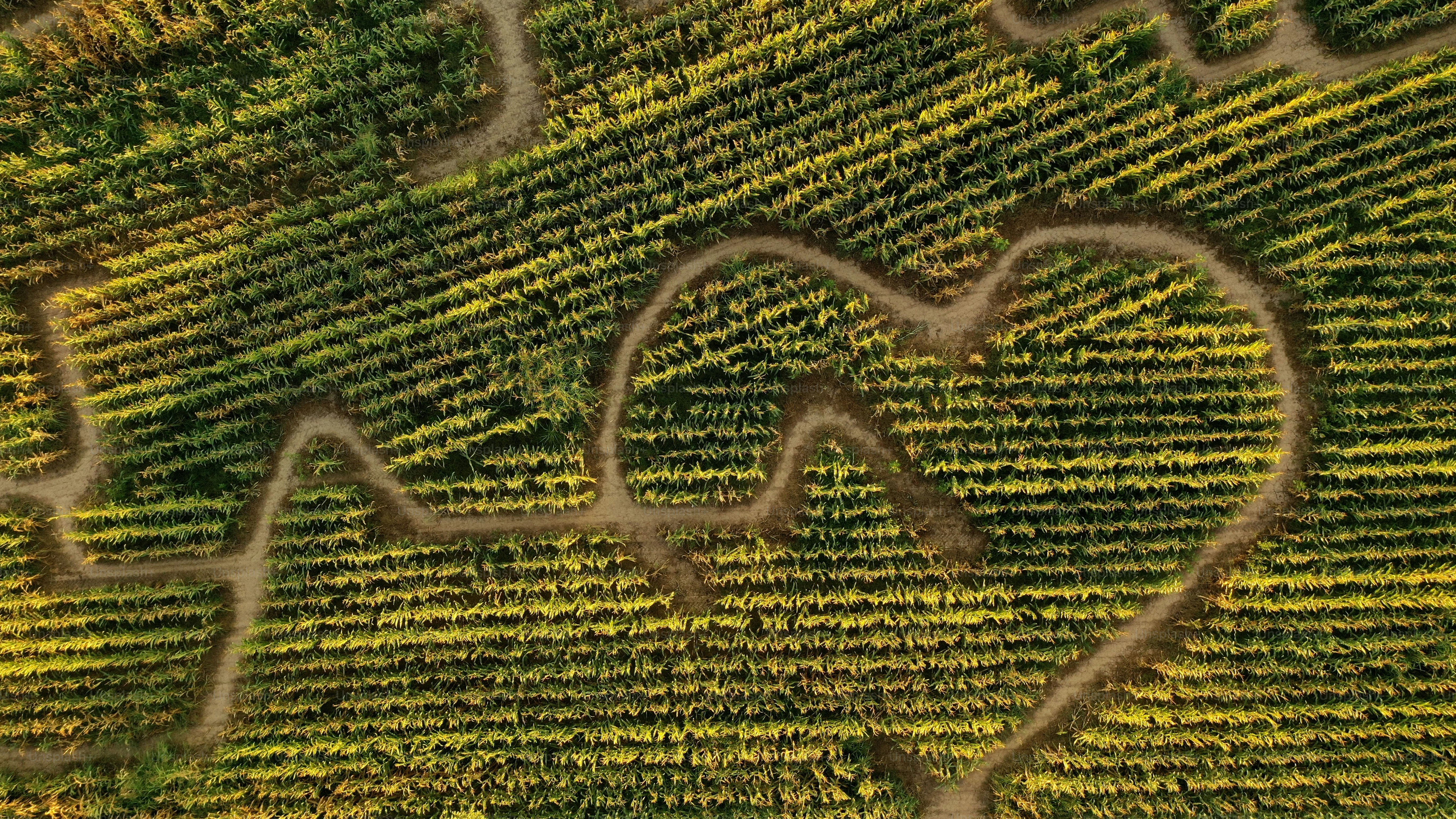 Una imagen de un corazón dibujado en medio de un campo