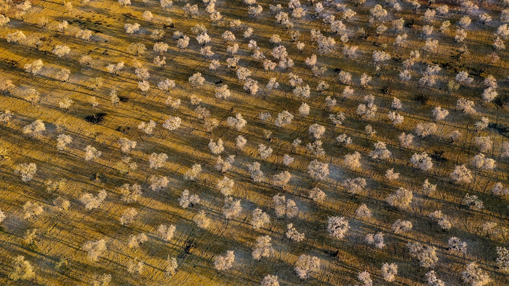 una veduta aerea di un campo arato con neve sul terreno