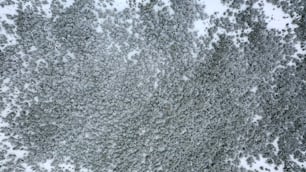 an aerial view of a forest covered in snow