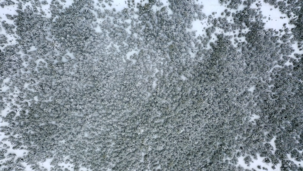 una veduta aerea di una foresta coperta di neve