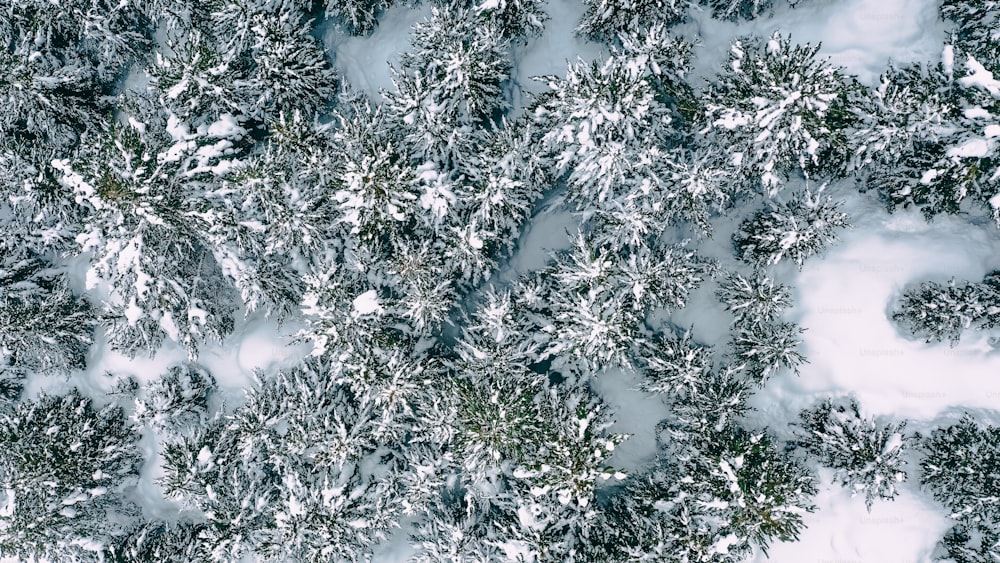 an aerial view of a snow covered forest