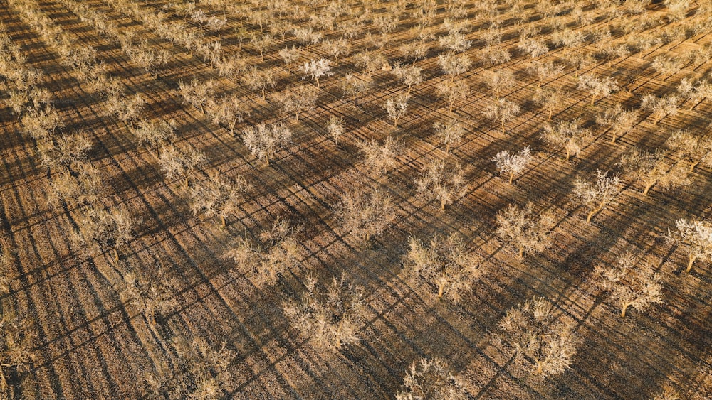 an aerial view of a field with a lot of trees