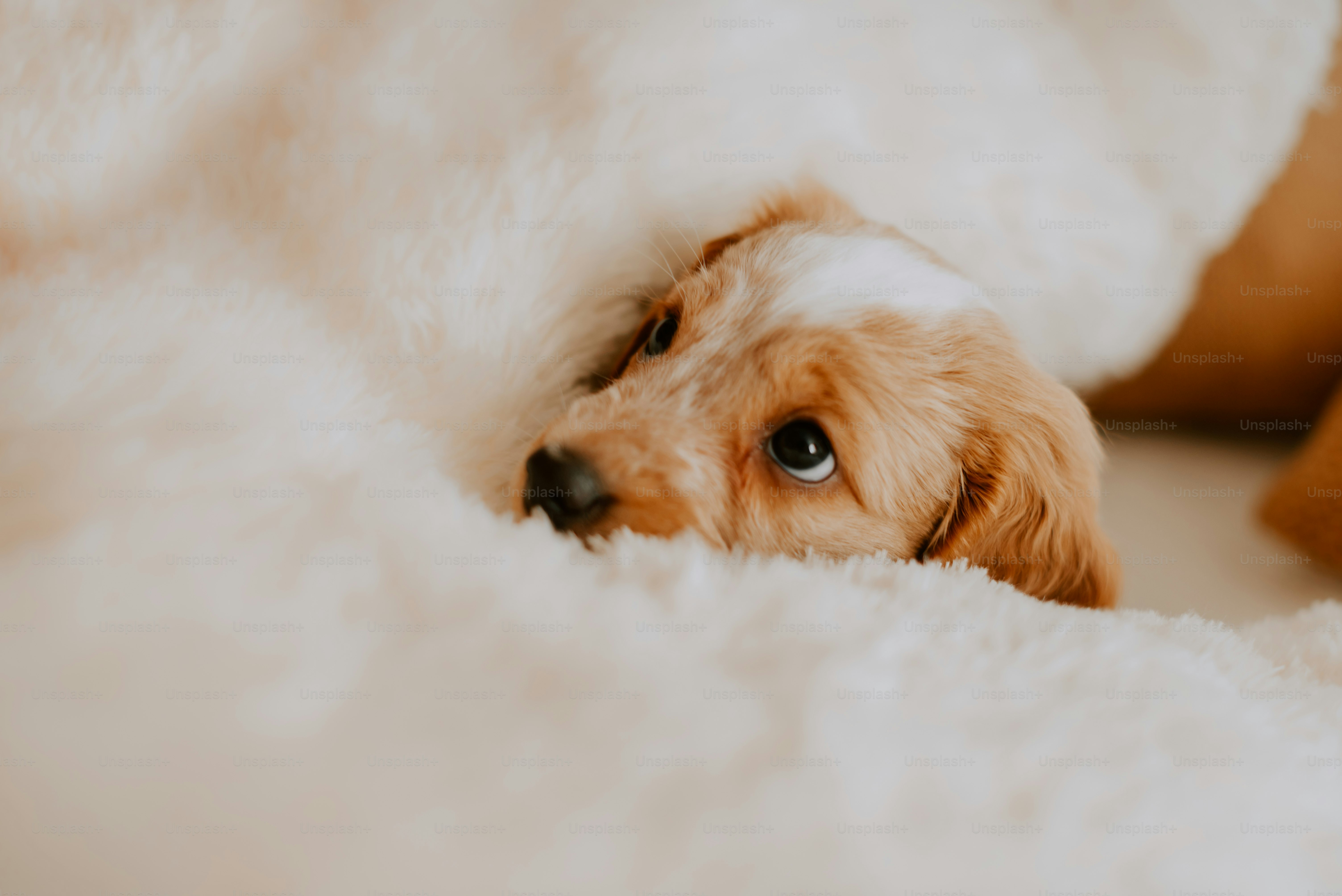 🦮 Ansiedad por separación en Perros