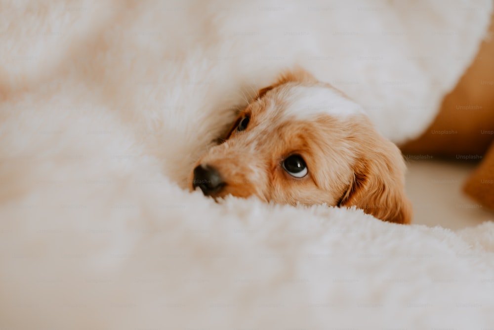 Ein kleiner Hund, der auf einer weißen Decke liegt