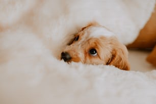 a small dog laying on top of a white blanket