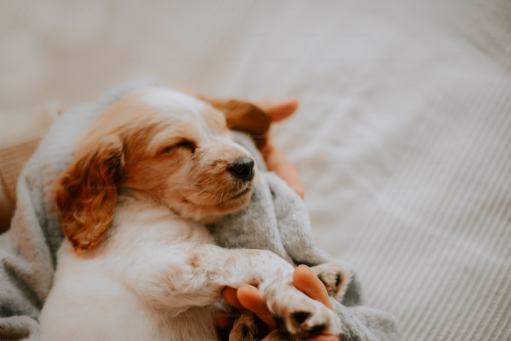 a dog laying on top of a blanket on top of a bed