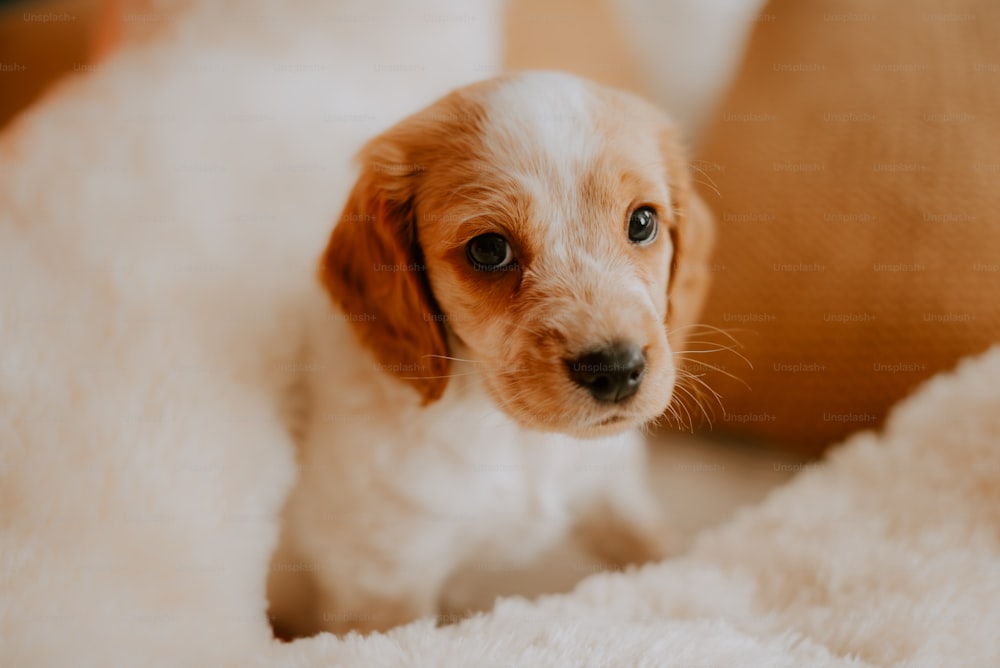 un piccolo cane marrone e bianco seduto sopra un letto
