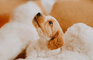 a small dog laying on top of a white blanket