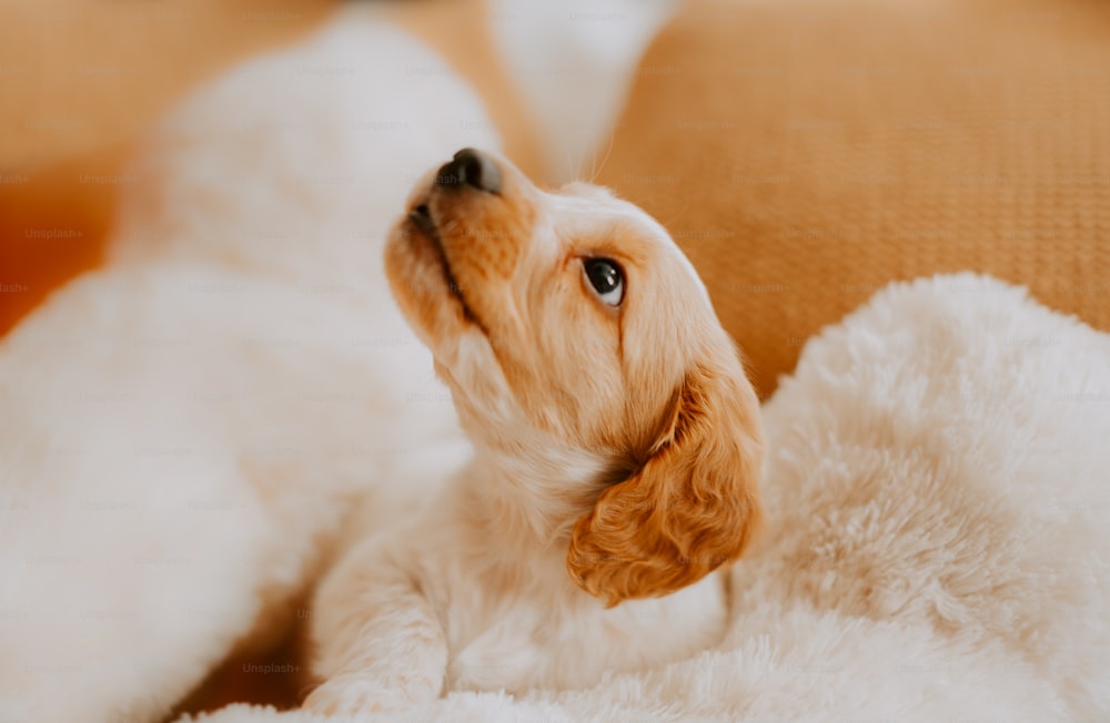 a small dog laying on top of a white blanket