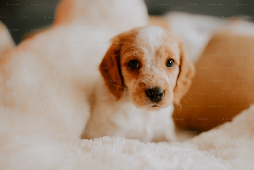 a small brown and white dog laying on top of a bed