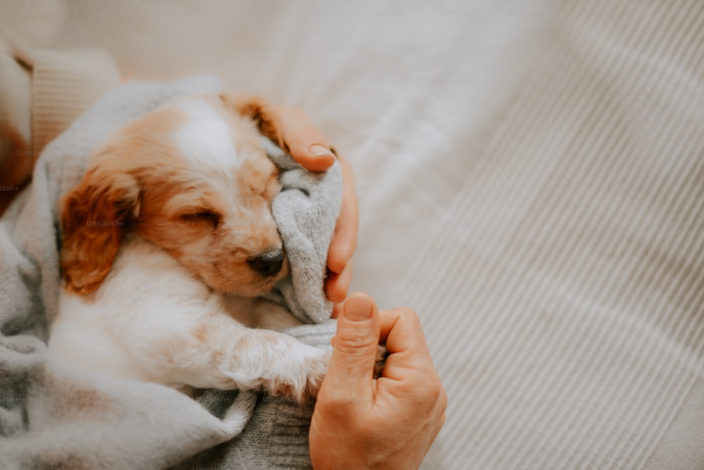 Eine Person hält einen kleinen Hund, der in eine Decke gewickelt ist