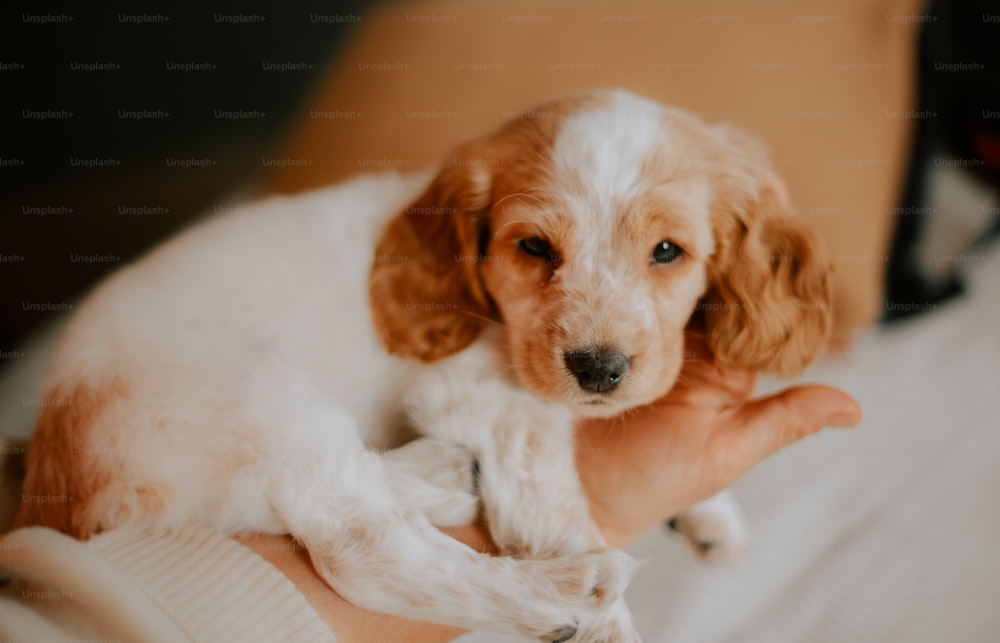 Un piccolo cane bianco e marrone che giace sopra il braccio di una persona