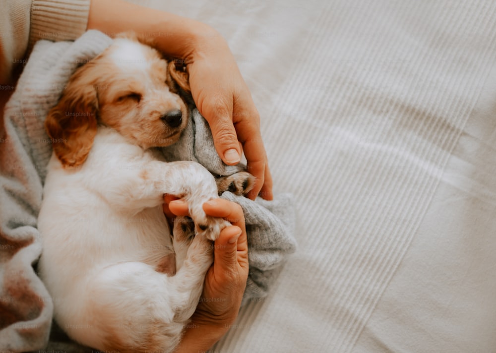 a person holding a dog wrapped in a blanket