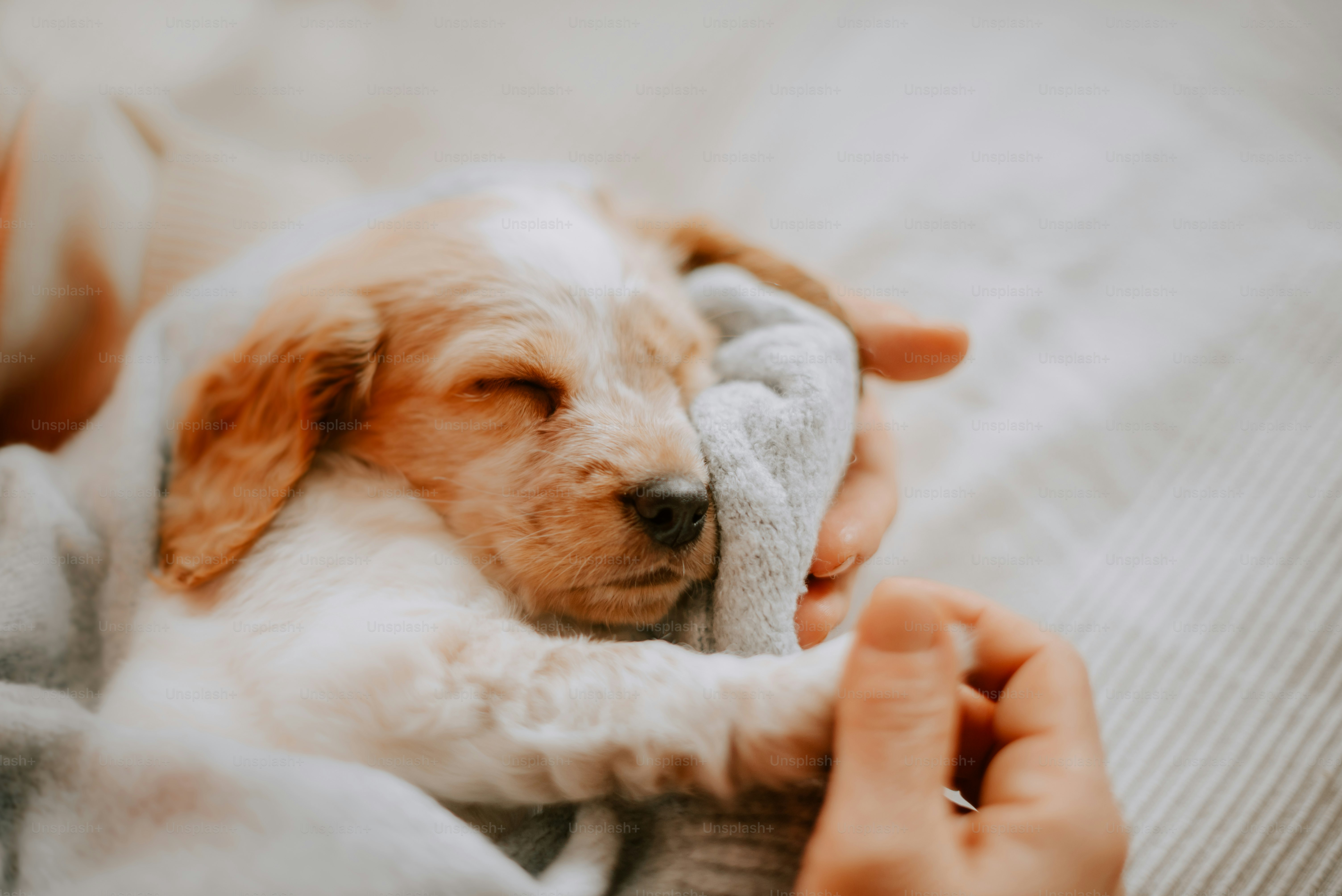 Una persona sosteniendo a un perro envuelto en una manta