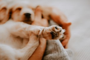 a small dog laying on top of a person's arm