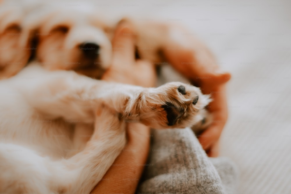 a small dog laying on top of a person's arm