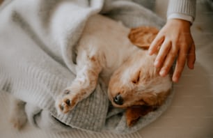 a dog laying on top of a blanket on top of a bed