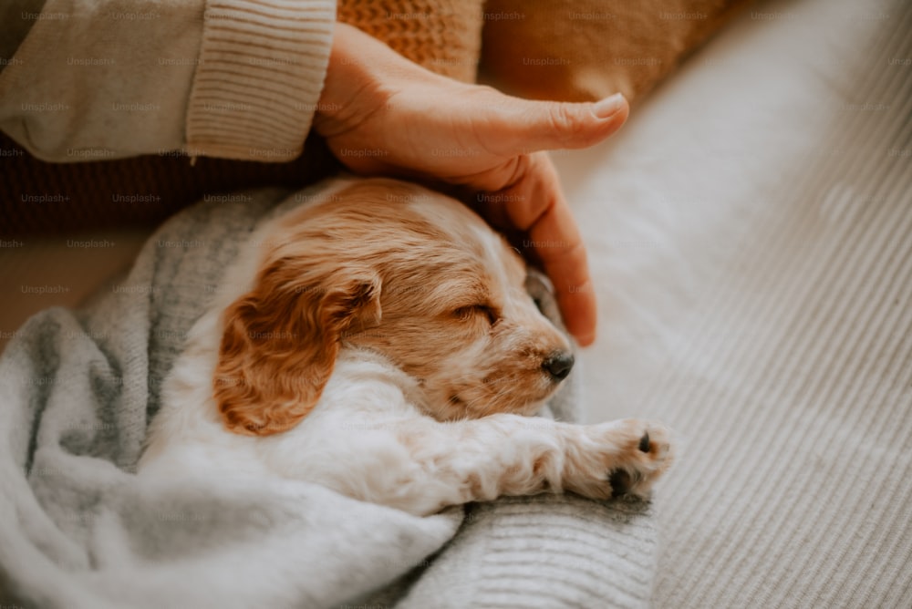 un cane sdraiato su una coperta tenuta da una persona