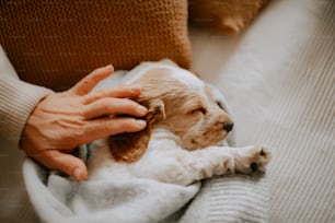 uma pessoa segurando um cachorro pequeno em cima de um cobertor