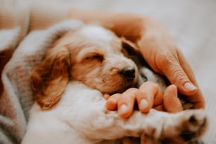 a person holding a dog in their arms