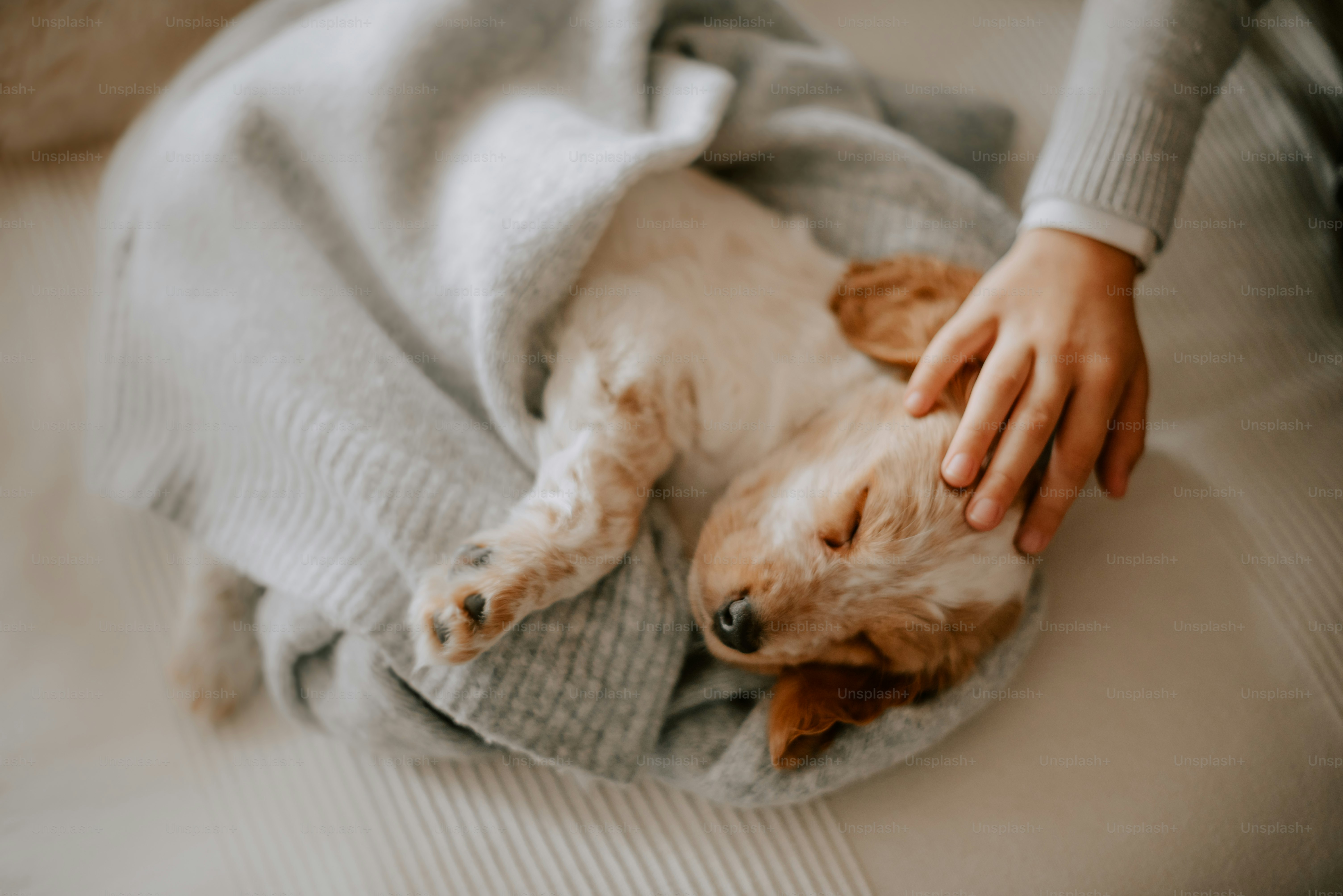 un cane sdraiato sopra una coperta sopra un letto