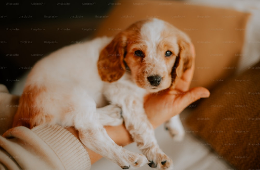 a person holding a small dog in their hands