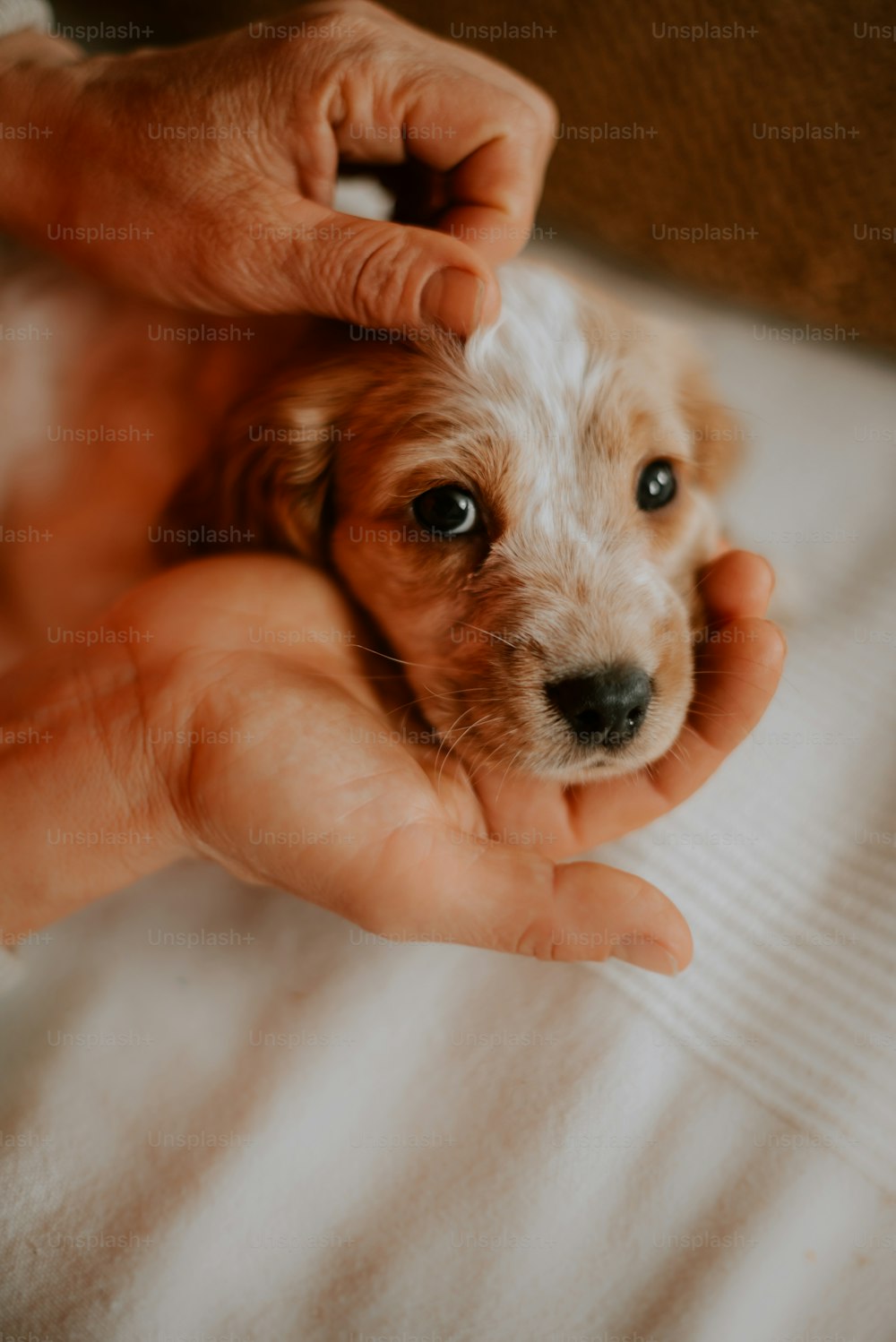 una persona che tiene un piccolo cane nelle loro mani