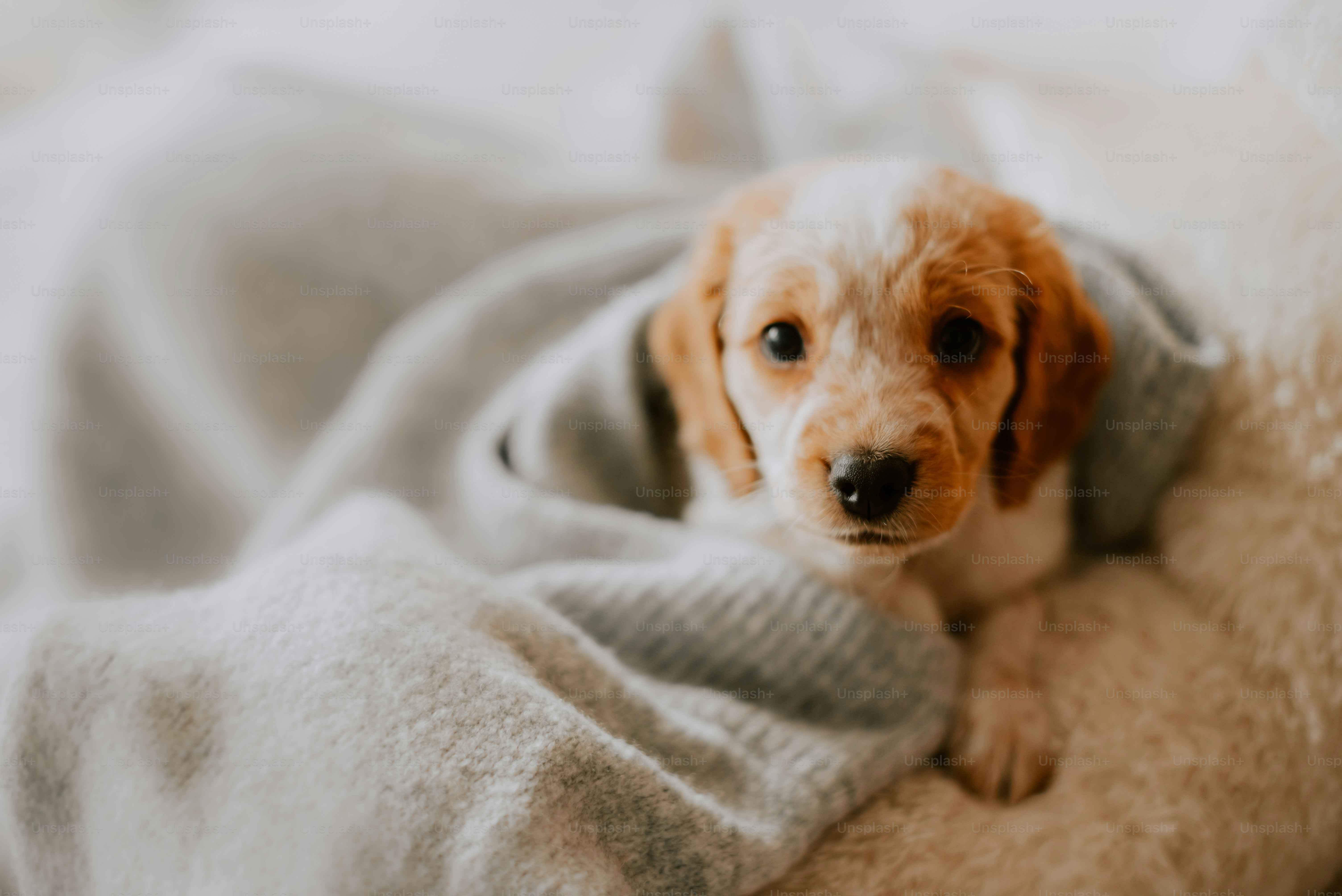 Un perro pequeño está envuelto en una manta