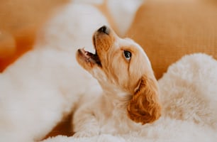 un petit chien allongé sur une couverture blanche moelleuse