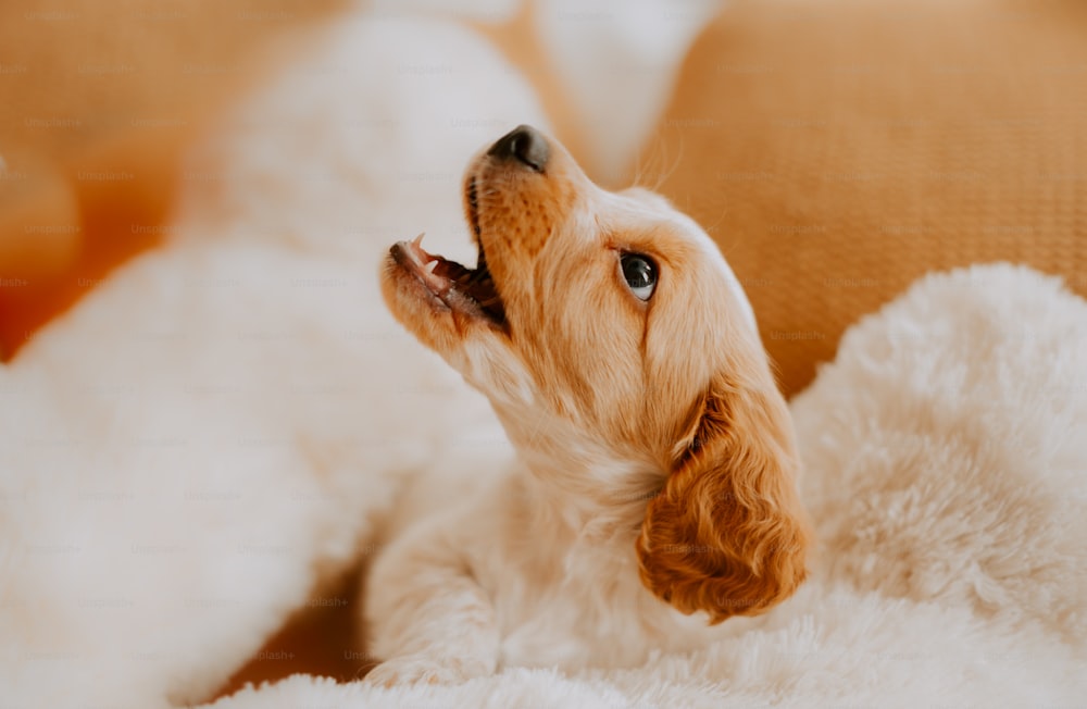 a small dog laying on top of a fluffy white blanket