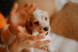 a small white and brown dog being held by a person