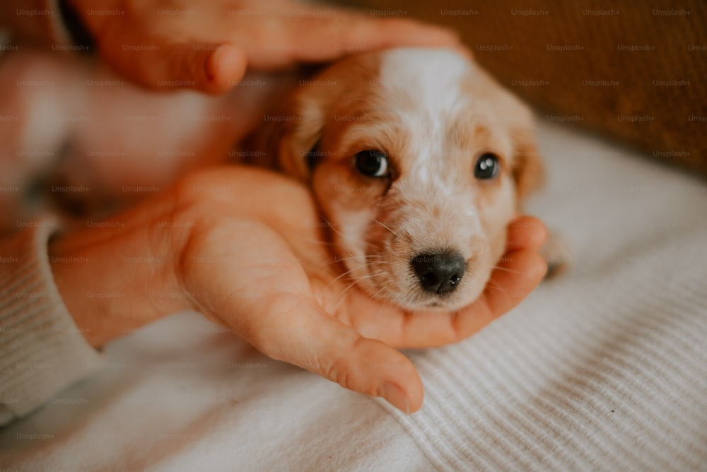a person holding a small brown and white dog