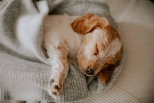 a brown and white dog laying on top of a blanket