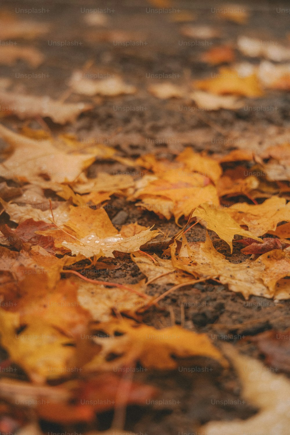 un bouquet de feuilles qui sont sur le sol