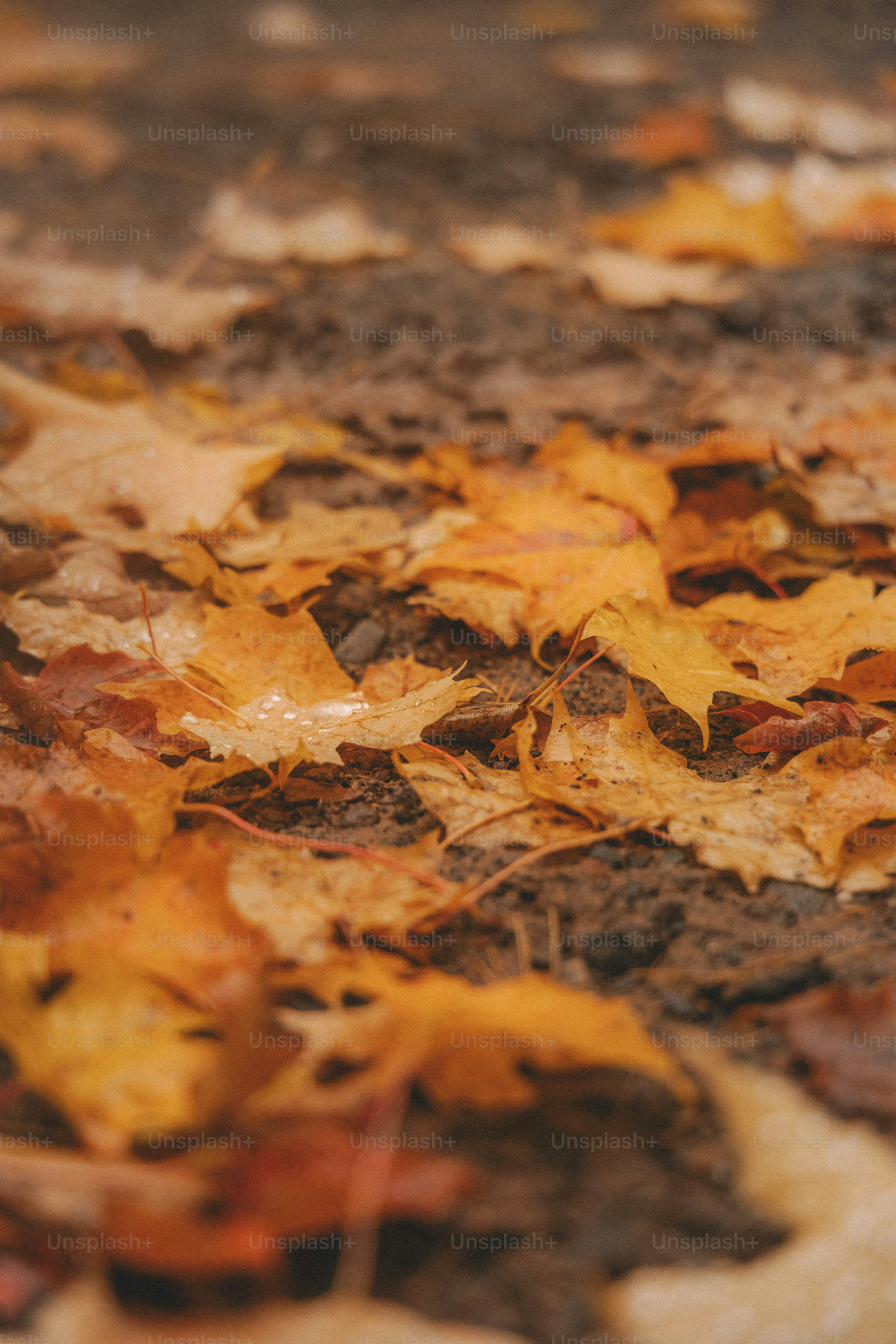 A close up of leaves on the ground photo – Autumn Image on Unsplash