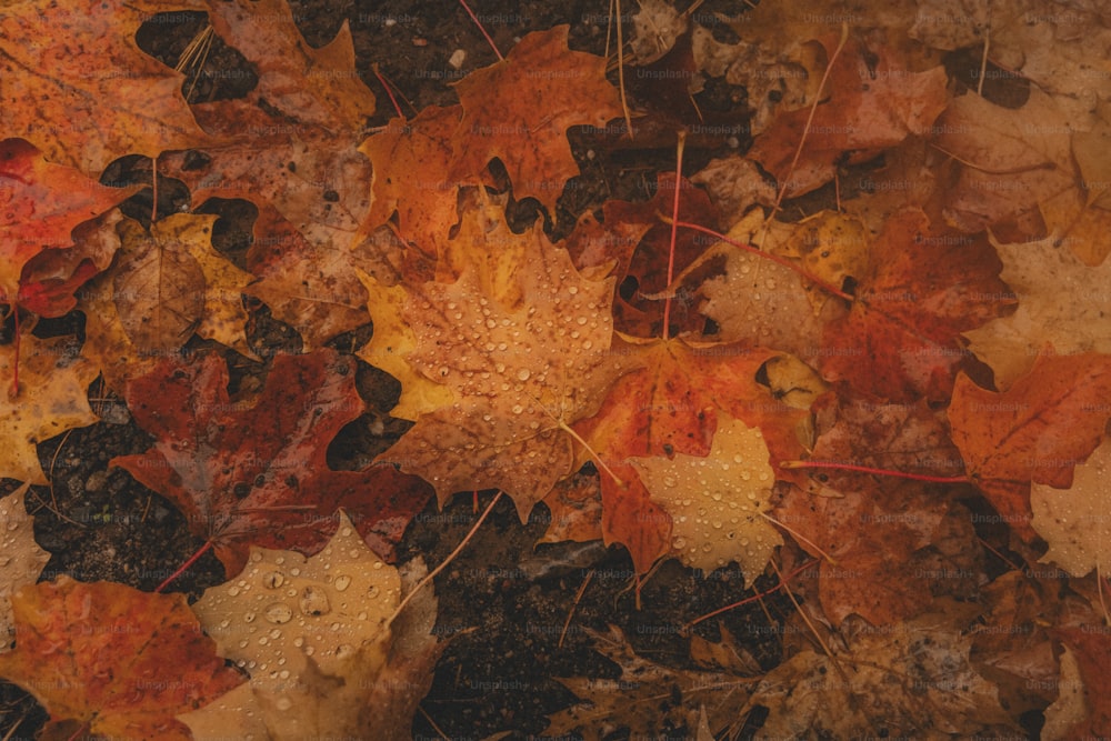 a bunch of leaves that are laying on the ground