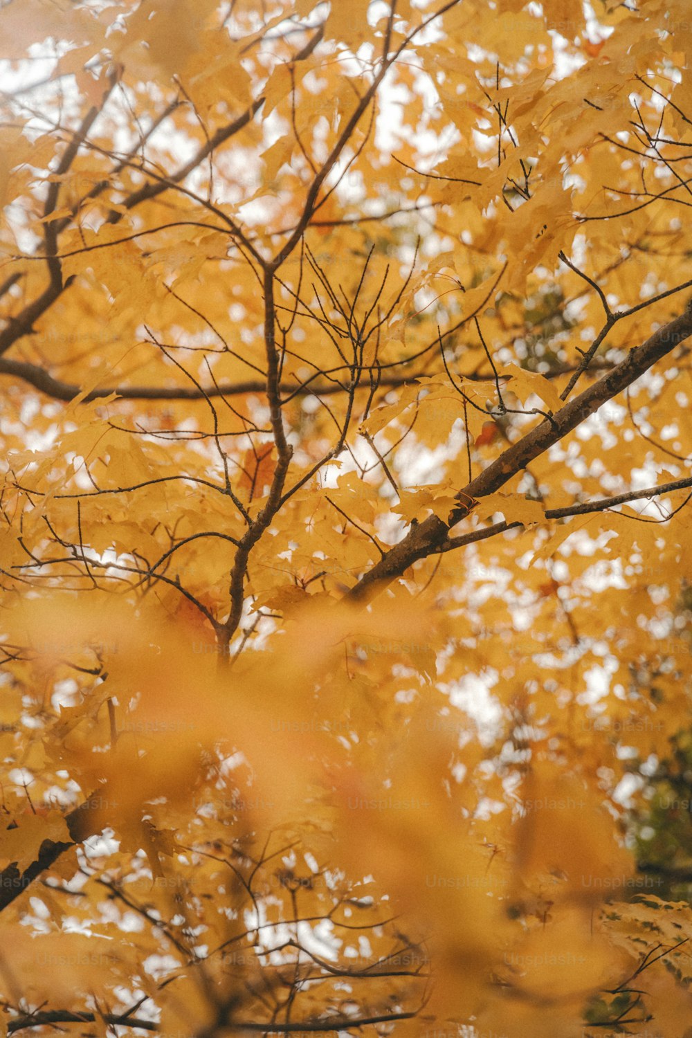 un árbol con hojas amarillas en el otoño