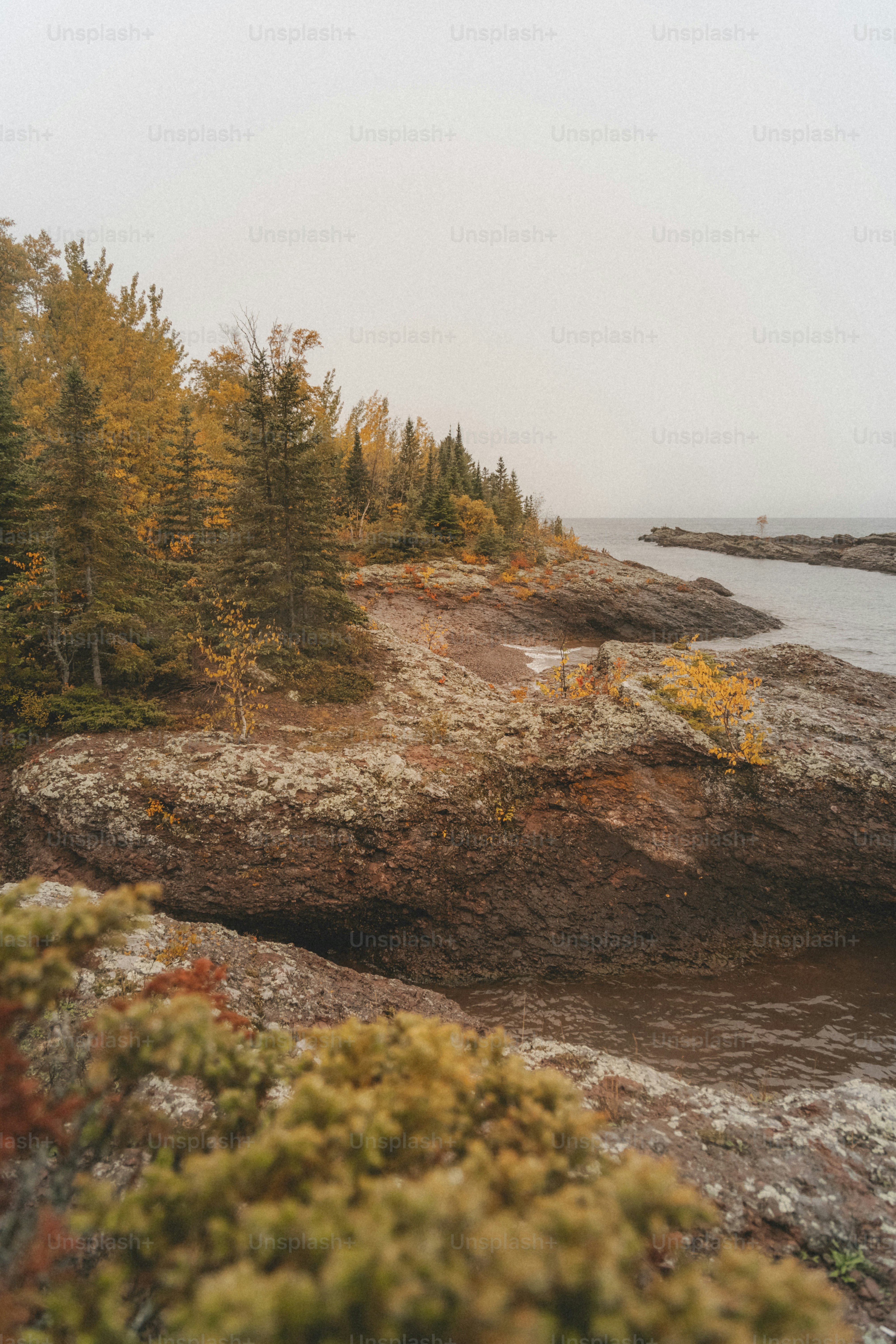 a couple of trees that are next to a body of water