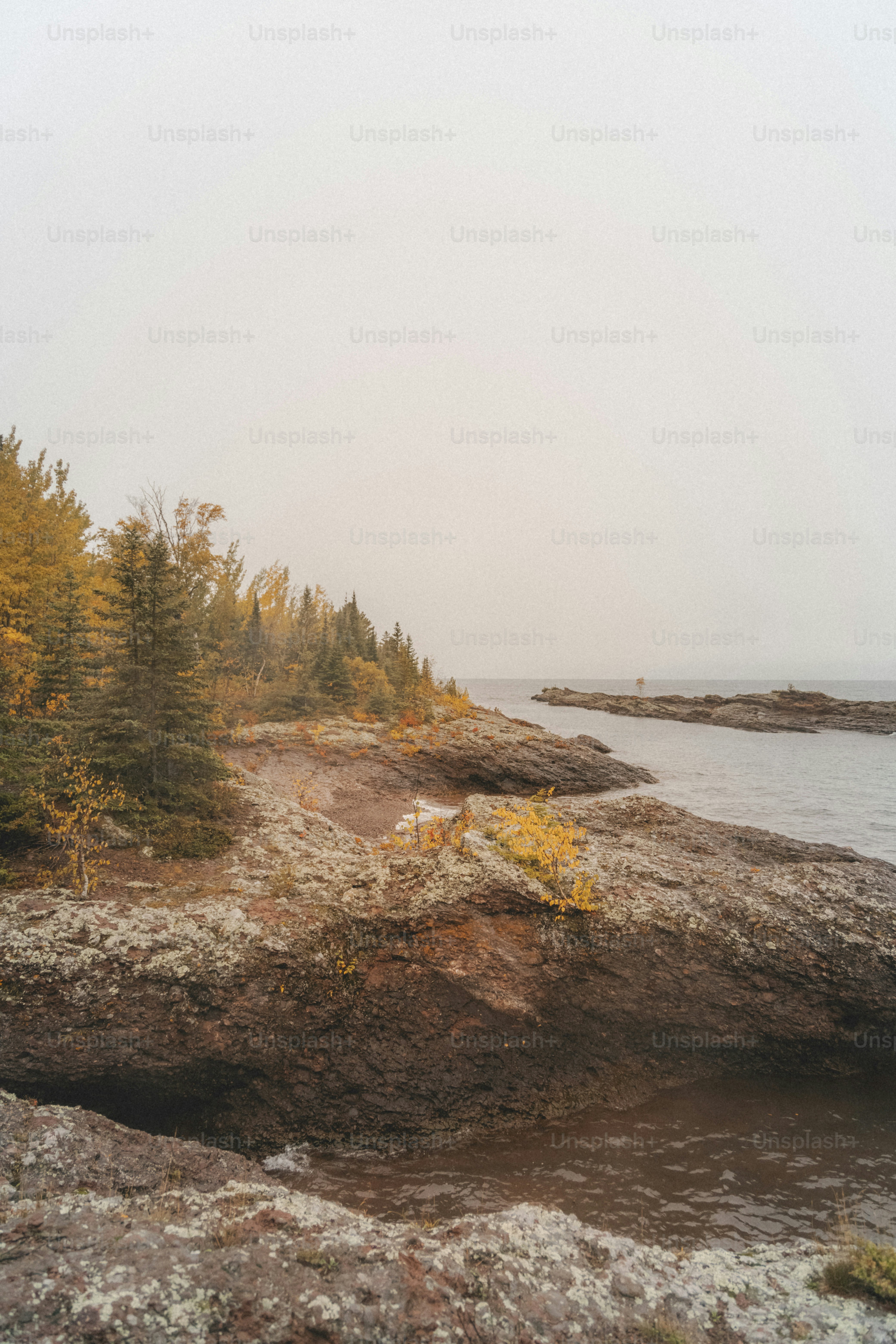 a rocky shore with trees and a body of water