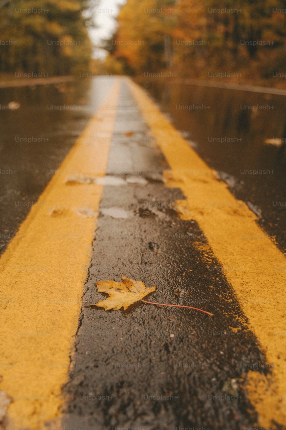 a wet street with a yellow line painted on it