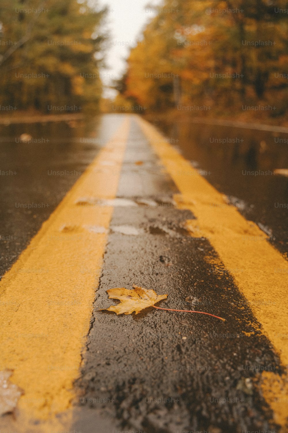 a wet street with a yellow line painted on it