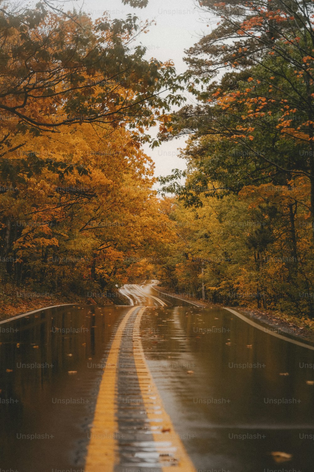 uma estrada molhada no meio de uma floresta