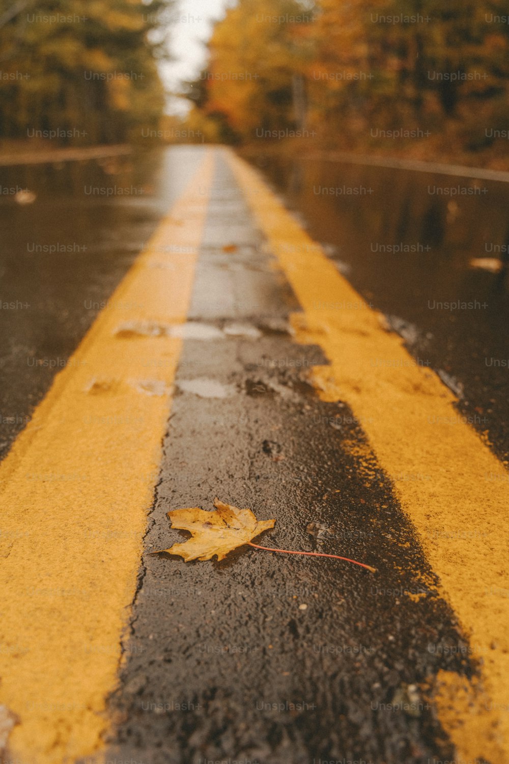 una strada bagnata con una linea gialla dipinta su di essa